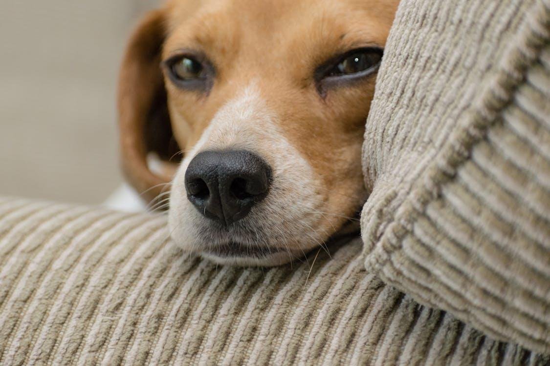 Common Pet Health Problems and How to Prevent Them 2
