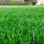How to Make Lawn Green and Thick
