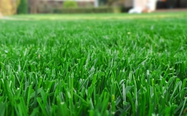 How to Make Lawn Green and Thick