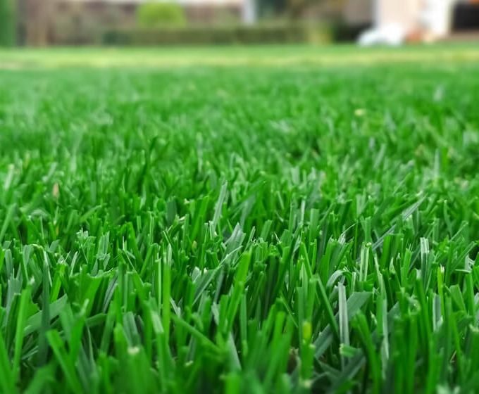 How to Make Lawn Green and Thick