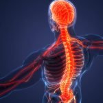 What Makes Up Your Nervous System