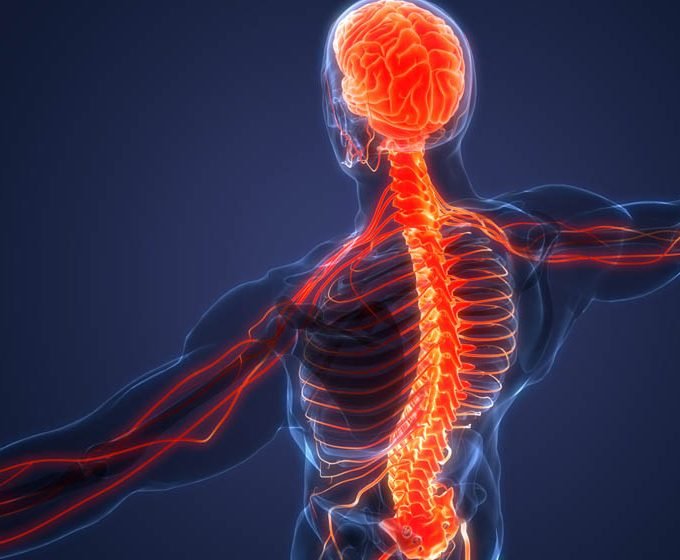 What Makes Up Your Nervous System