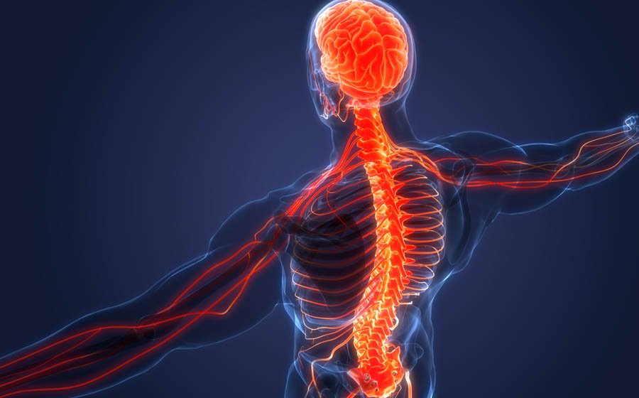 What Makes Up Your Nervous System