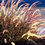 Fountain Grass as a Perfect Compromise for a Fountain in Your Garden