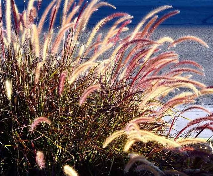 Fountain Grass as a Perfect Compromise for a Fountain in Your Garden