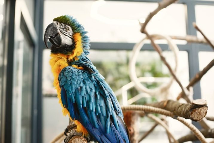 What-Is-the-Best-Macaw-Food-for-Your-Bird-Pet