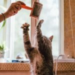 10 Tips for Living with Pets in a Smaller Apartment (1)