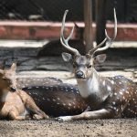 Deer Farming_ The Best Guide For Beginners