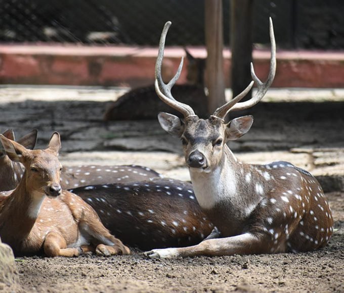 Deer Farming_ The Best Guide For Beginners