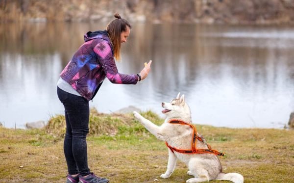 Dog Training Methods