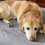 Getting the Best Dog Bed