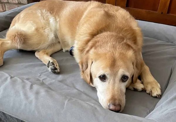 Getting the Best Dog Bed