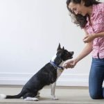 How Long Does It Take To Train A Dog