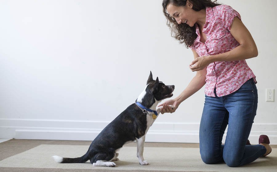 How Long Does It Take To Train A Dog