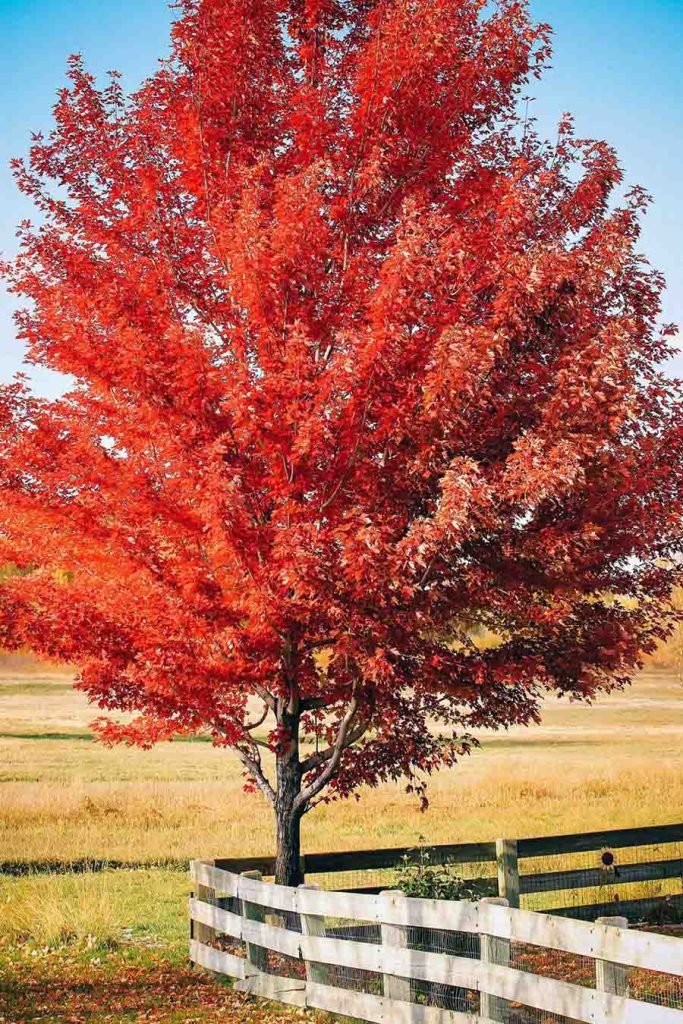 Debra Maple What are Fast Growing Trees & Why Should You Plant them? - DebraBernier