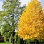 What are Fast Growing Trees & Why Should You Plant them