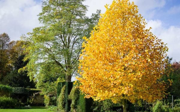 What are Fast Growing Trees & Why Should You Plant them