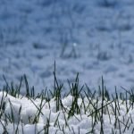 Cutting Grass in Winter-1