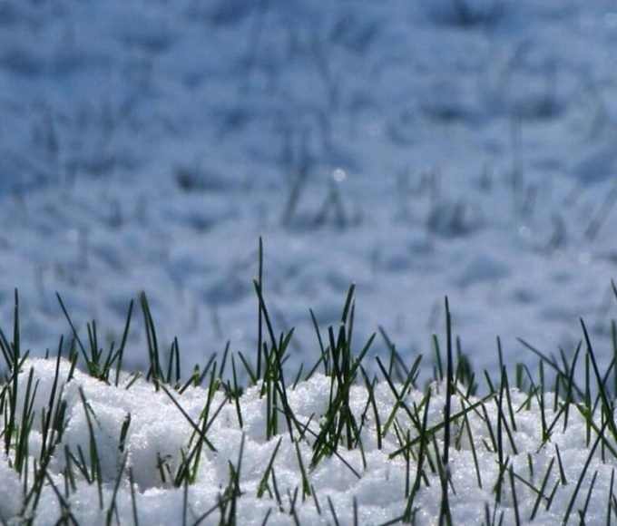 Cutting Grass in Winter-1