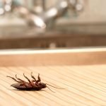 Get Rid of Cockroaches