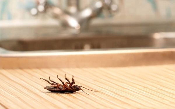 Get Rid of Cockroaches