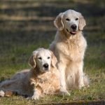 About Golden Retrievers