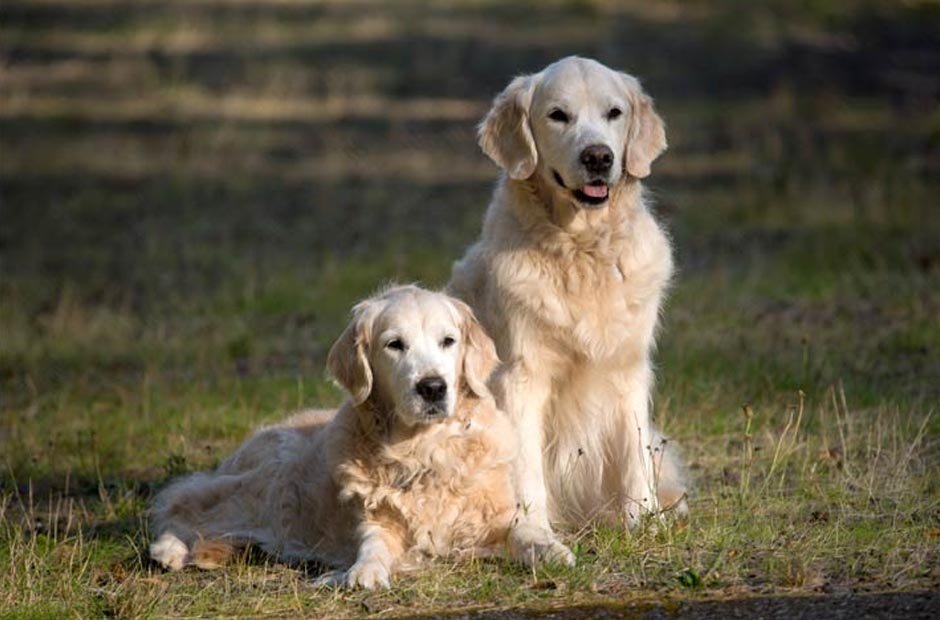 About Golden Retrievers