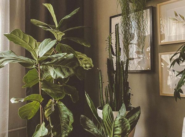 Art of Stylish Living