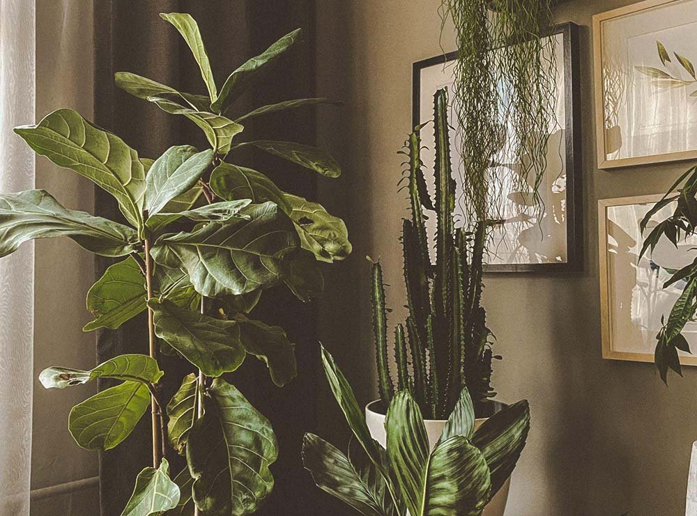 Art of Stylish Living