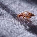 Curious About Bed Bug Treatment