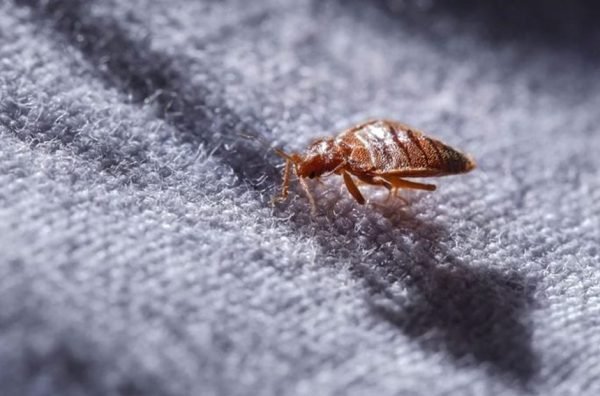 Curious About Bed Bug Treatment