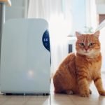 How to Use an Air Purifier Correctly