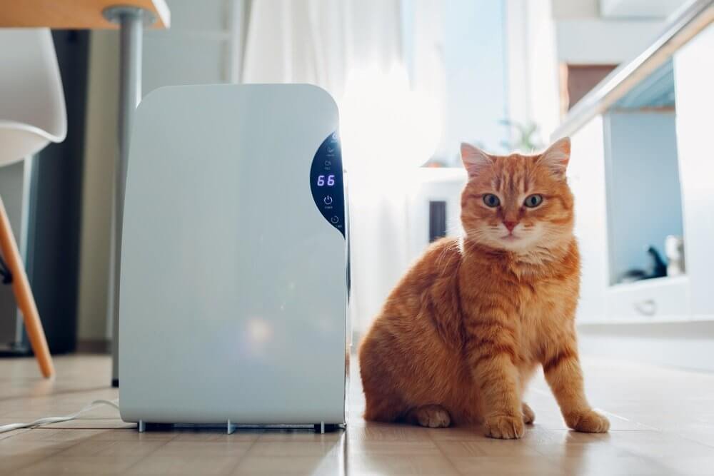 How to Use an Air Purifier Correctly