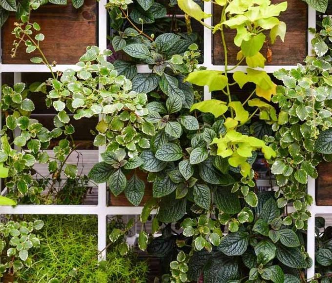 Incorporate Vertical Gardening