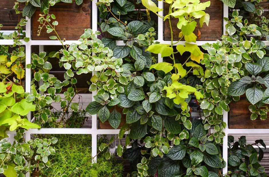 Incorporate Vertical Gardening