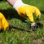 Maintain Your Lawn