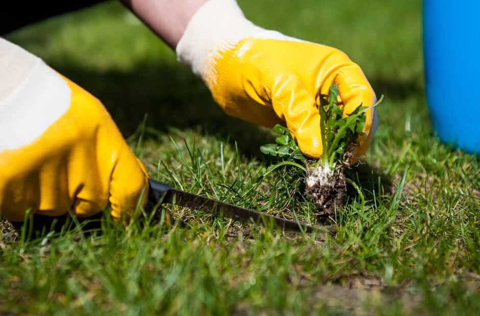 Maintain Your Lawn