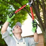 Tree Maintenance