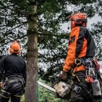 Unveiling the Role of an Arborist_ What They Do and Why They're Essential