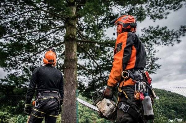 Unveiling the Role of an Arborist_ What They Do and Why They're Essential