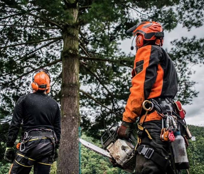 Unveiling the Role of an Arborist_ What They Do and Why They're Essential