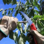 Basics of Tree Care