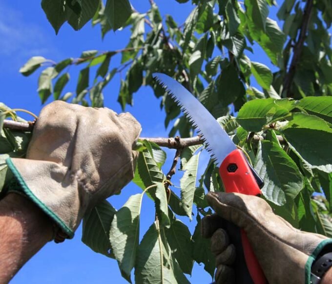 Basics of Tree Care