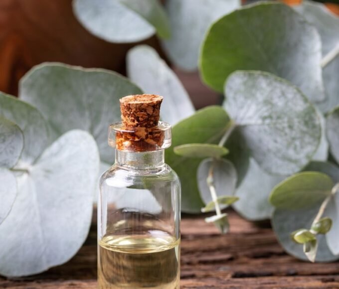 Eucalyptus Essential oil by Gya Labs