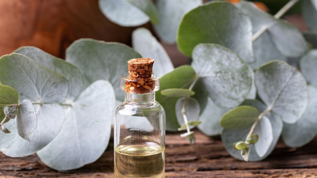 Eucalyptus Essential oil by Gya Labs