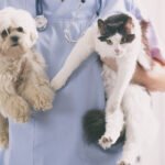 Really Like To Be a Veterinarian