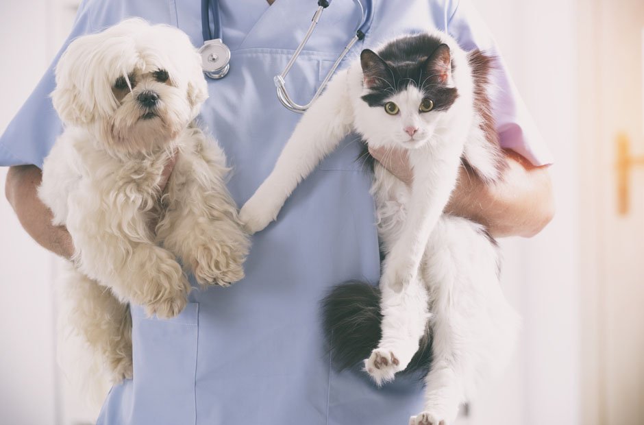 Really Like To Be a Veterinarian