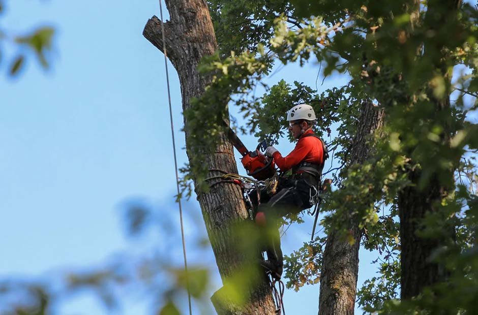call in the tree professionals