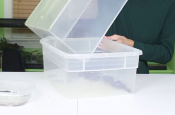 Safely Store and Maintain Dubia Roaches for Feeding