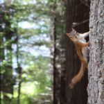 Guard Your Improved Home with 7 Tips Against Wild Pet Invasion 1